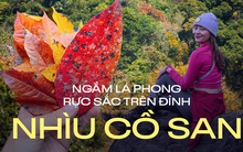 Mùa lá phong rực sắc đỏ vàng trên cung đường trekking ấn tượng ngay tại Việt Nam