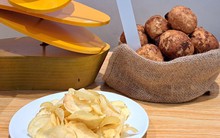 Trồng khoai tây làm snack, nông dân lãi đến 100 triệu đồng/ha