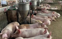 Sản lượng heo ăn chuối của Bầu Đức lập đỉnh mới, mỗi ngày bán 1.259 con