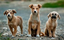 Nhiều người Việt Nam phản đối buôn bán thịt chó mèo