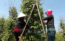 Tiêu được giá vụ đầu xuân