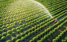 Đây là cách để thu nhập tại nông thôn tăng lên 3 lần