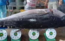 Chuyến biển xuyên Tết, ngư dân Bình Định câu được cá ngừ đại dương "khủng"