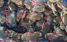 Hải sản tăng giá chóng mặt sau Tết: cua biển gần 1 triệu đồng/kg, mực lá 600.000 đồng/kg, ốc hương lên tới 400.000 đồng/kg