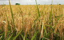 Doanh nghiệp gạo lãi tăng 2 con số trong năm 2021