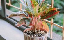 Top 8 loại cây phong thủy thu hút tài lộc và may mắn, mùa xuân này trồng lại càng hợp lý