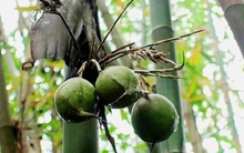 Việt Nam có một loại cây mọc phổ biến nhưng quả của nó thì sống cả đời chưa chắc bạn đã nhìn thấy