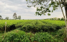 Chuyện lạ trong cơn sốt đất anh nông dân trồng chè bỗng trở thành đại gia  nhưng hễ có tiền là mua thêm, không chịu bán ra