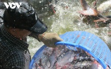 Giá cá tra nguyên liệu ở ĐBSCL mức cao, nhiều hộ nuôi vẫn chưa bán