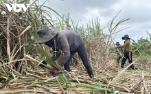 Vụ mía kém vui ở Đắk Lắk