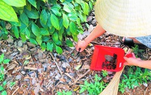 Tây Nguyên: Tiêu chín đỏ, thiếu người hái