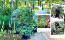 Khu vườn sai trĩu của chàng trai bị liệt hai chân, ngồi trên xe lăn chăm rau, quả mỗi ngày