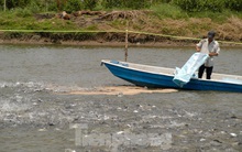 Giá cá tra tăng mạnh