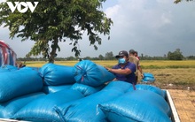 Nông dân thu hoạch lúa Đông xuân đến đâu, thương lái thu mua đến đó