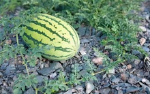 Dưa hấu mọc từ kẽ đá tưởng hoang đường ai ngờ thu về bạc tỷ: Giống cây "hốt vàng" nhưng không thể trồng nhiều vì lý do nhức nhối