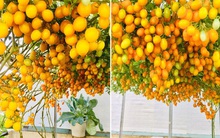 Giàn cà chua cả nghìn quả chín đồng loạt trên sân thượng giữa Sài Gòn gây choáng