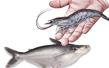 Vua tôm Minh Phú vs vua cá Vĩnh Hoàn: Ai đang vượt trội?