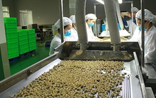 Ngành điều với "bẫy" số 1 thế giới