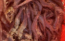 Thu hoạch tôm biển cuối vụ, nhiều ngư dân Tiền Giang trúng đậm