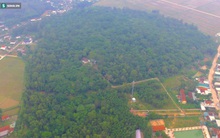 "Báu vật" hơn 300 năm tuổi trong vùng dân cư đông đúc ở Nghệ An