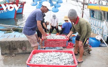 Ủy ban Châu Âu sẽ kiểm tra việc khắc phục “thẻ vàng” thủy sản của Việt Nam