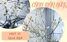 Cành củi khô bung nở hoa trắng muốt khoe sắc, chị em tấp nập đặt mua vì "giá rẻ nhưng chiêm nghiệm được nhiều thứ trong cuộc sống"