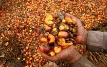 Dầu cọ trở nên đắt giá nhất vì muốn không có để mua