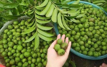 Nước sấu có tác dụng gì? Ai không nên uống nước sấu?