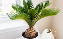 5 loài cây có tuổi thọ ngót nghét trăm năm, cây sống càng lâu phúc lộc chủ nhân càng dồi dào, tiền tài luôn đầy ắp