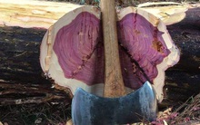 Cổ phiếu ngành gỗ đột ngột tăng trần: Xuất khẩu khởi sắc, đơn hàng đã nhận đến hết quý II, tuy nhiên doanh nghiệp có thể gặp khó khăn khi thiếu hụt gỗ nguyên liệu quy mô toàn cầu