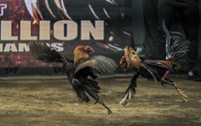 Chọi gà tỷ đô ở một quốc gia Đông Nam Á: Trò tiêu khiển lâu đời có doanh thu 'ăn đứt' mọi sòng bạc lớn, nhân viên lương tháng 60.000 USD