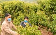 Người trồng vải thiều kêu trời