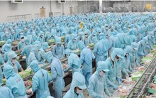 Giá cá tra tăng kỷ lục, IDI hứa hẹn hồi phục trong 2022