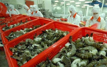 Nhu cầu nhập khẩu tôm của Trung Quốc phục hồi năm 2022