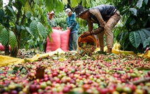 Những nhà kinh doanh cà phê đang ráo riết chuyển hướng các lô hàng do không thể tiếp cận Nga và Ukraine