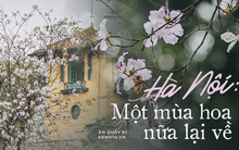 Hà Nội ngày mưa rơi cũng không ngăn nổi tinh thần "dân chơi": Người người thi nhau lên đồ đi chụp mùa hoa ban tím mới