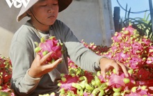 Giá giảm mạnh, người trồng thanh long ở Bà Rịa