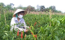 Lỗ một tỉ ngay lần đầu khởi nghiệp, cô gái 9x vùng biên kiên trì trồng ớt xuất khẩu