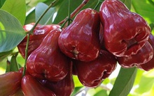 Ăn roi rất nhiều lợi ích nhưng phải cực lưu ý những đại kỵ sau kẻo 'rước bệnh vào thân'