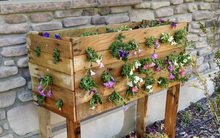 15 ý tưởng trồng cây giúp ngôi nhà thêm điểm nhấn dịu dàng