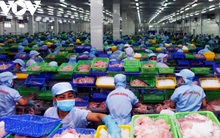 Giá cá tra tăng cao, nhưng người nuôi có thể đối mặt với rủi ro lớn