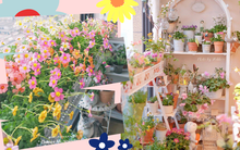 Khu vườn ban công ngập nắng chỉ khoảng 5m² mà có đến gần trăm chậu hoa các loại khiến ai nhìn cũng phải ước ao