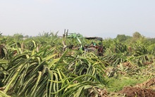 Nông dân "cắn răng" chặt bỏ thanh long