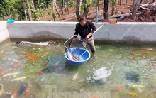 Nuôi cá 'quý tộc', chàng trai vùng sâu thu nhập cả tỉ đồng mỗi năm