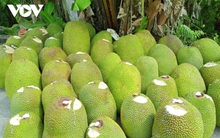 Nông sản miền Tây “luẩn quẩn”: Giá mít Thái rớt thê thảm, vì đâu?