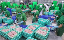 Món hàng tỷ USD Việt Nam hồi sinh ở nhiều thị trường lớn