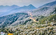 Hoa sơn tra nở đẹp ngỡ ngàng ở nơi cách Hà Nội chỉ 300 km