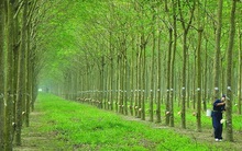 Công ty mẹ Cao su Phước Hoà (PHR) đặt mục tiêu lãi sau thuế trên 740 tỷ đồng trong năm 2022