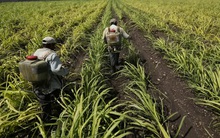 Giá phân bón tăng cao nhất mọi thời đại, nông dân toàn cầu như đang chịu lệnh 'trừng phạt'