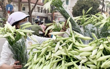 Đón nắng tháng 3 cùng hoa loa kèn tinh khôi đầu mùa giá thành khá cao nhưng chị em Hà thành vẫn tấp nập đặt mua